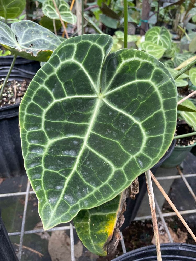 anthurium-clarinervium