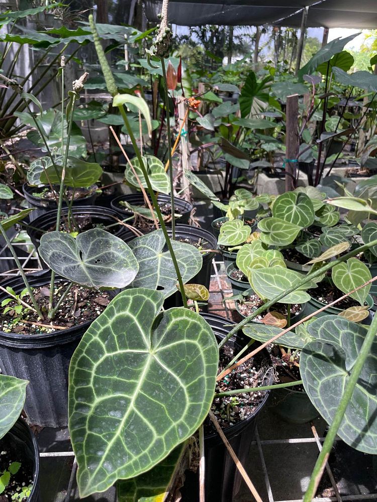 anthurium-clarinervium
