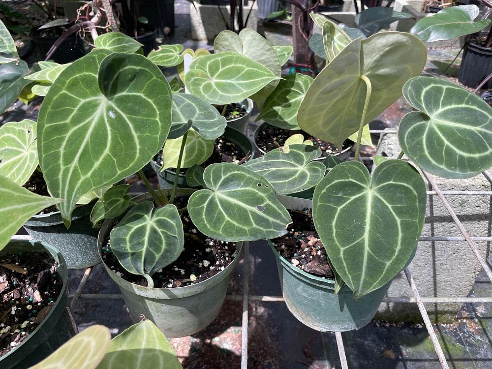 anthurium-clarinervium