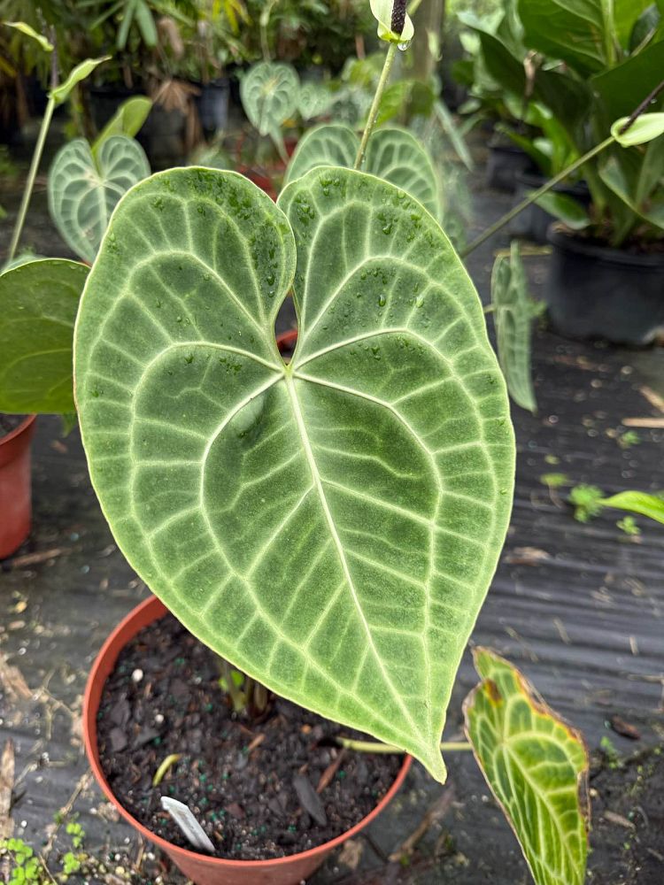 anthurium-clarinervium