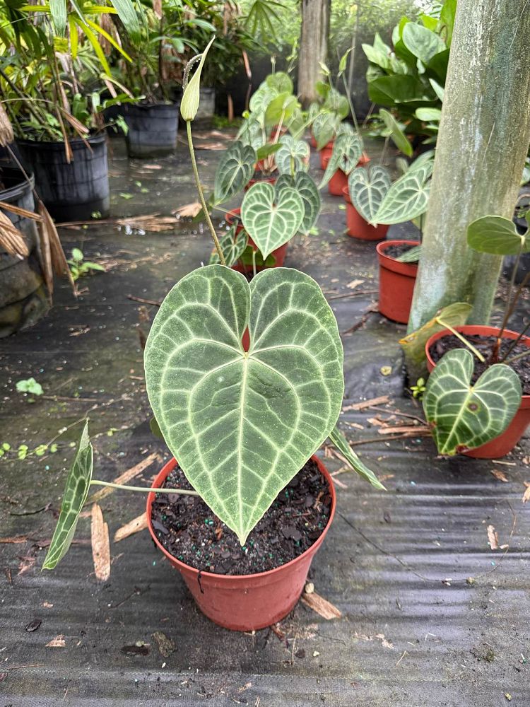 anthurium-clarinervium