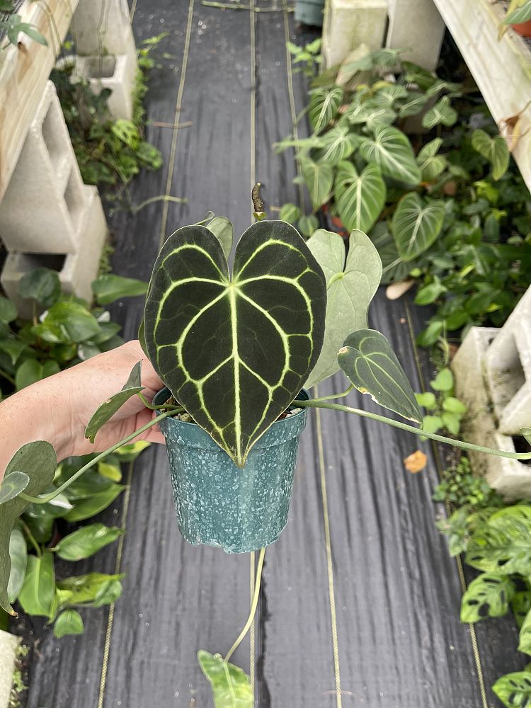anthurium-clarinervium
