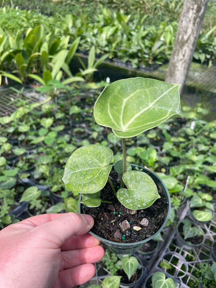 anthurium-clarinervium