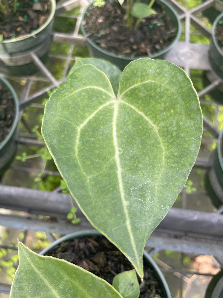 anthurium-clarinervium
