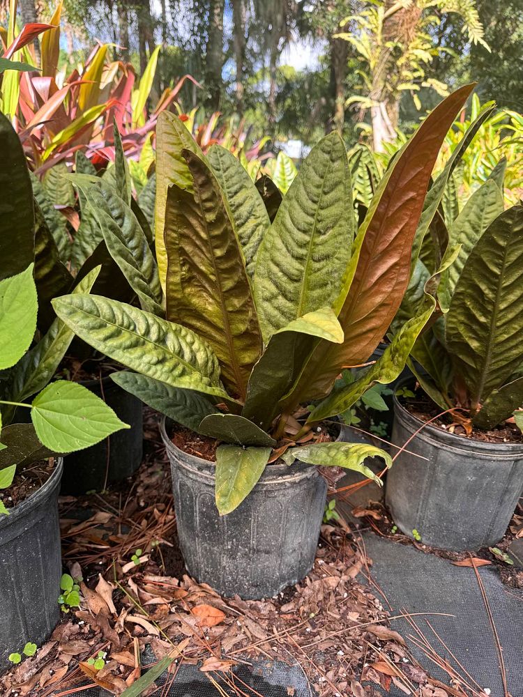 anthurium-crassinervium-bird-s-nest-anthurium