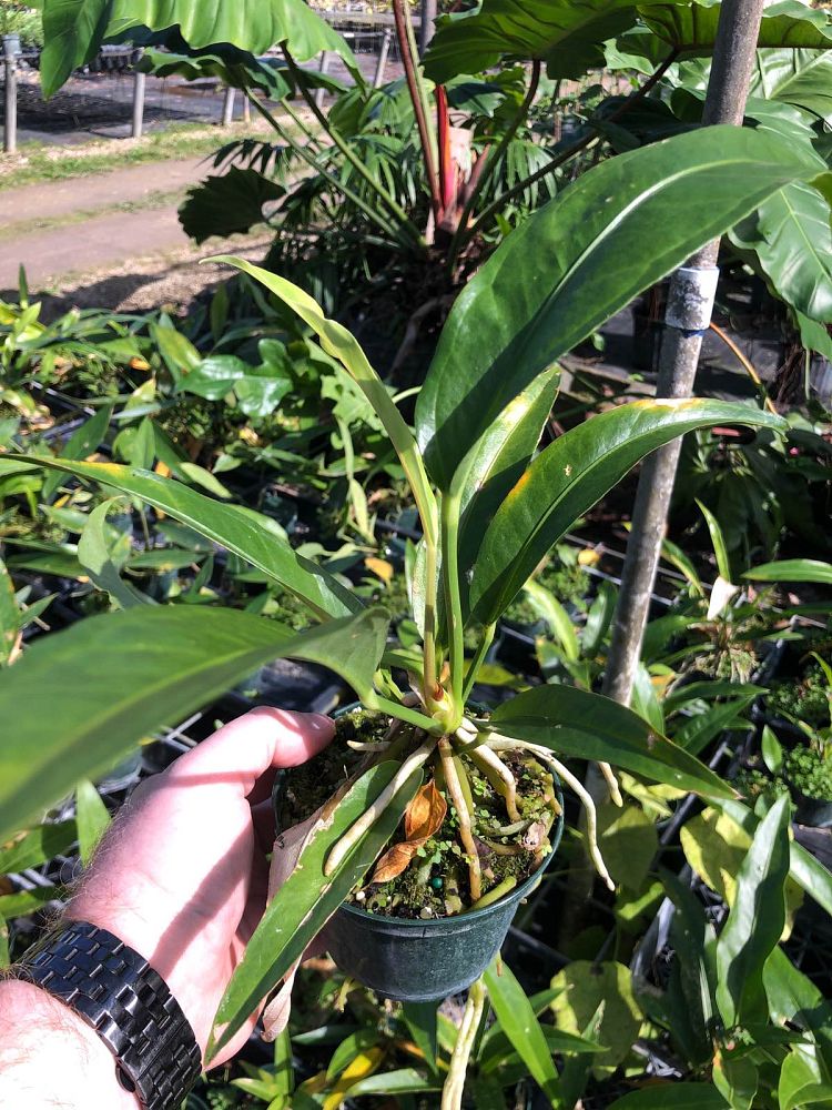 anthurium-crenatum-scalloped-laceleaf-anthurium-acaule-pothos-crenatus