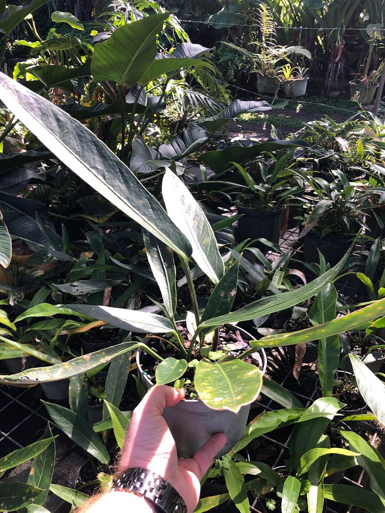 anthurium-crenatum-scalloped-laceleaf-anthurium-acaule-pothos-crenatus