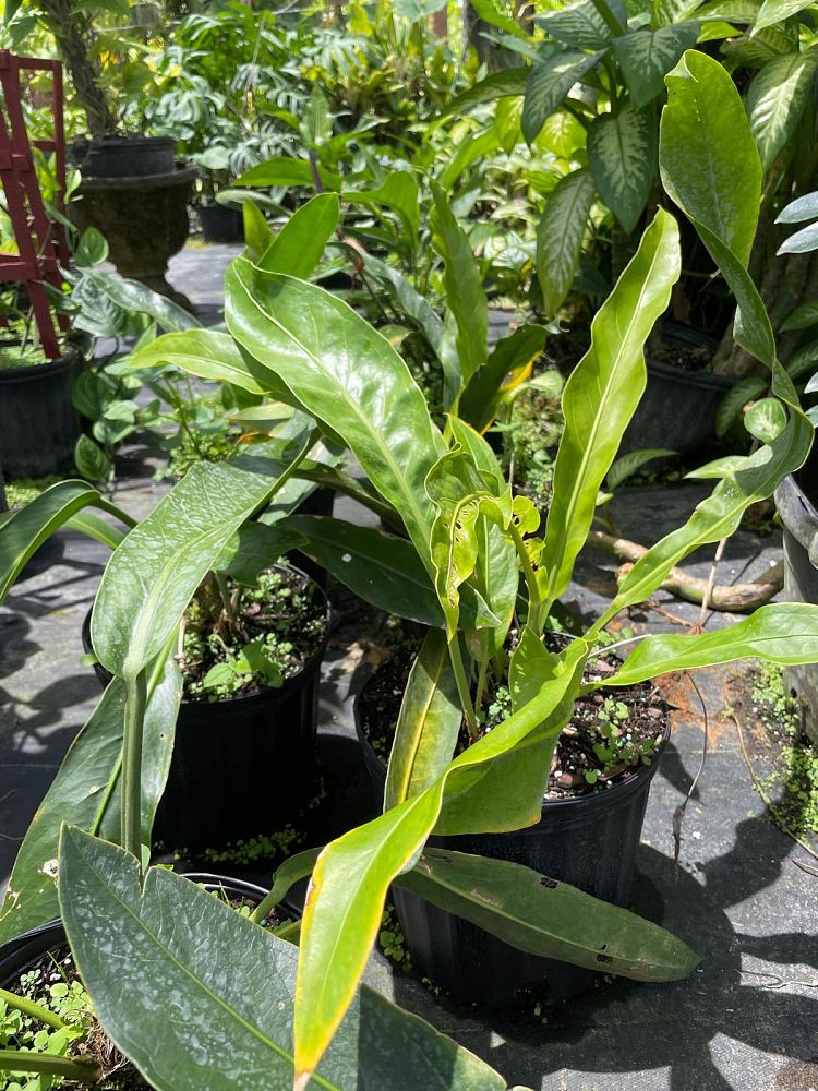 anthurium-crenatum-scalloped-laceleaf-anthurium-acaule-pothos-crenatus