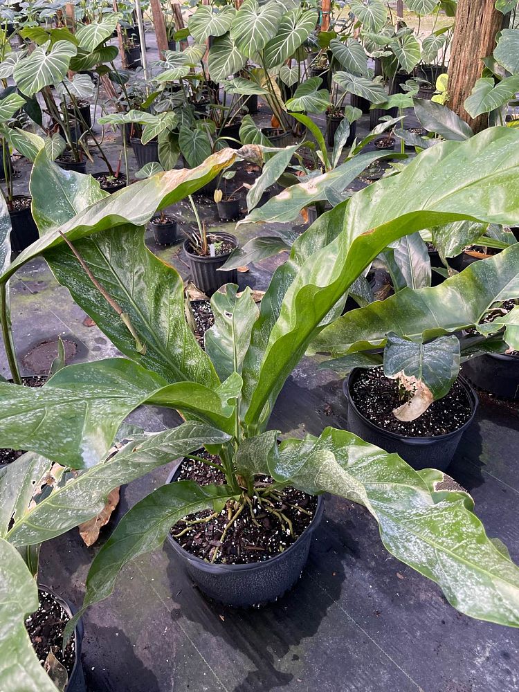 anthurium-crenatum-scalloped-laceleaf-anthurium-acaule-pothos-crenatus