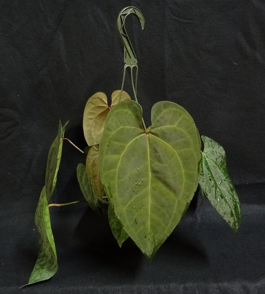 anthurium-crystallinum-ace-of-spades