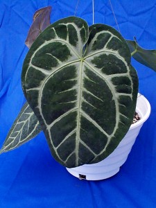 anthurium-crystallinum