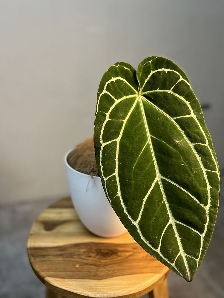 anthurium-crystallinum
