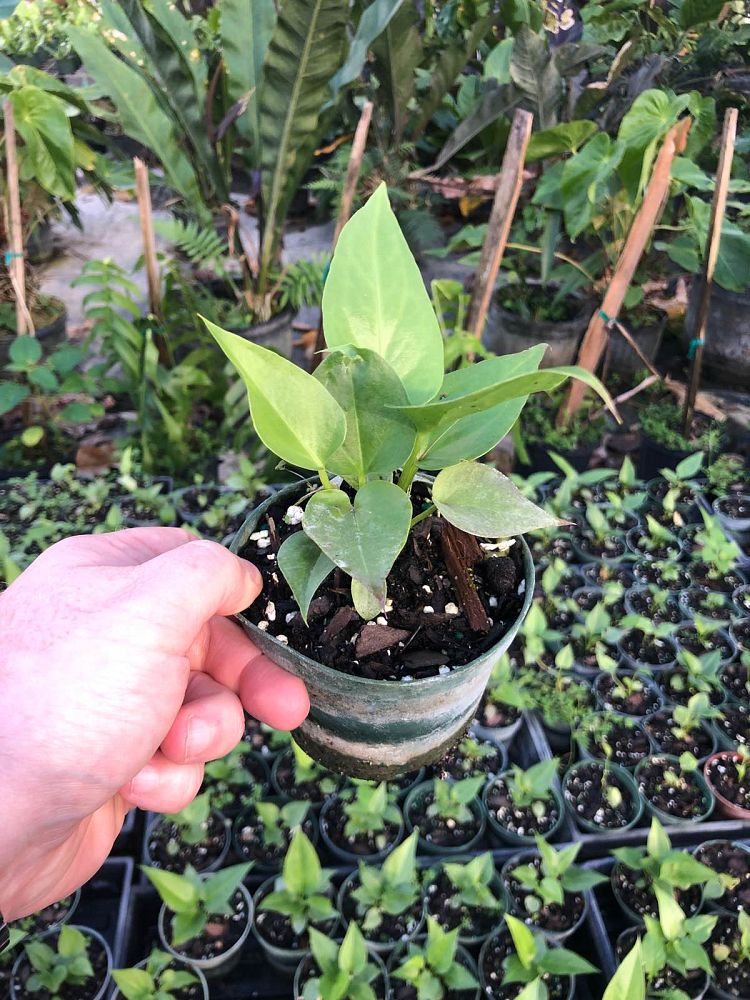 anthurium-cubense-bird-s-nest-anthurium