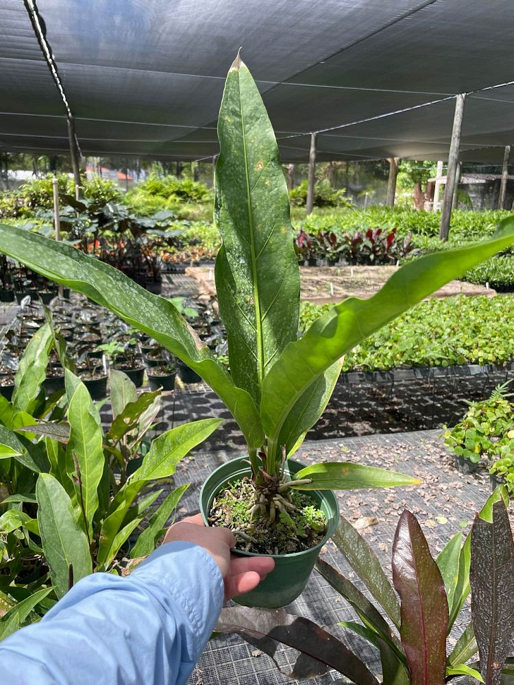 anthurium-cubense-bird-s-nest-anthurium