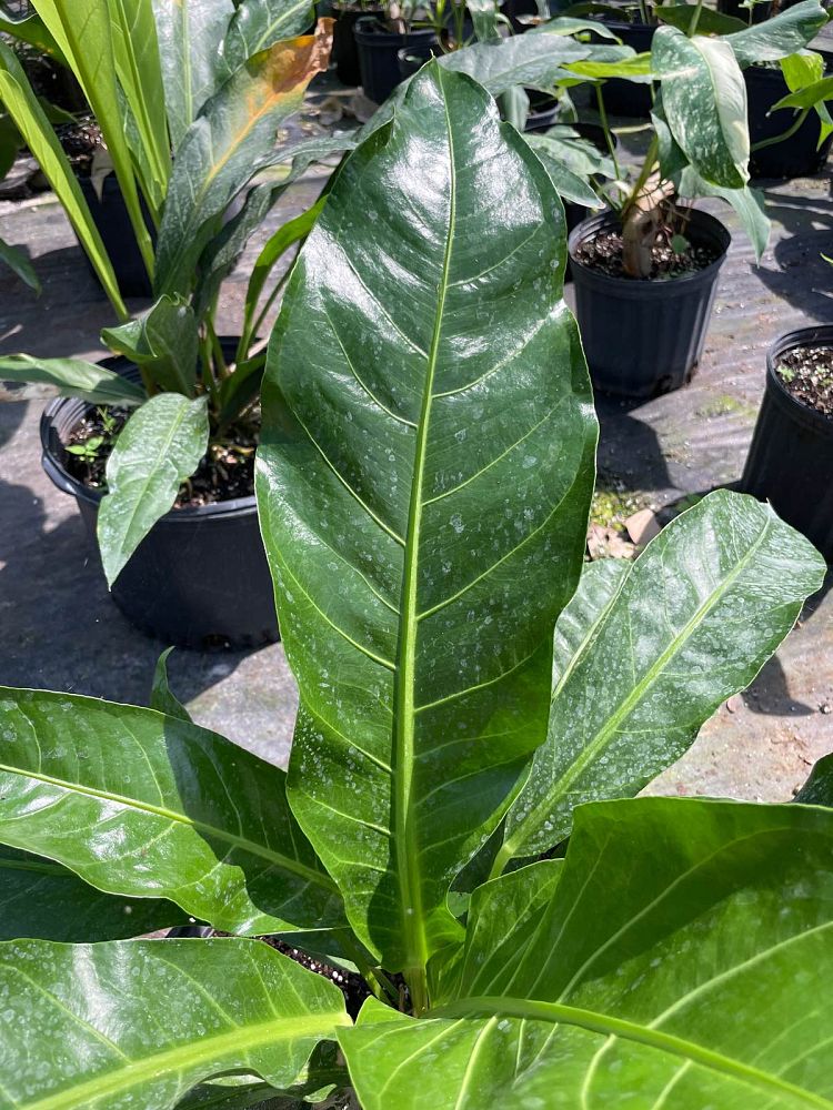 anthurium-cubense-bird-s-nest-anthurium
