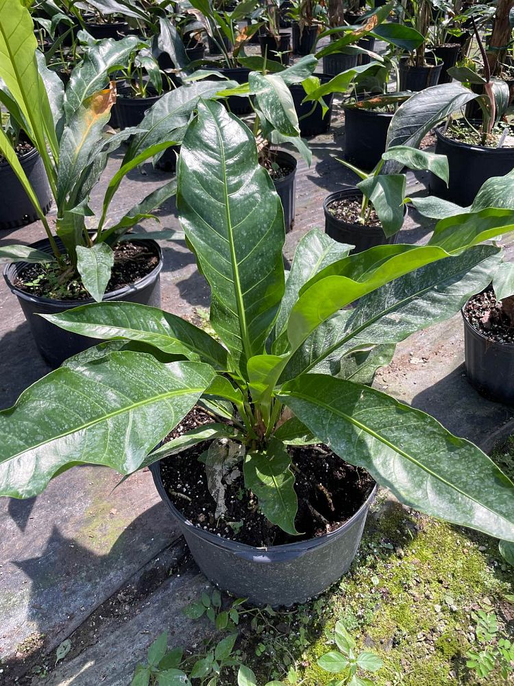 anthurium-cubense-bird-s-nest-anthurium