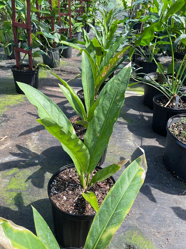 anthurium-cubense-bird-s-nest-anthurium