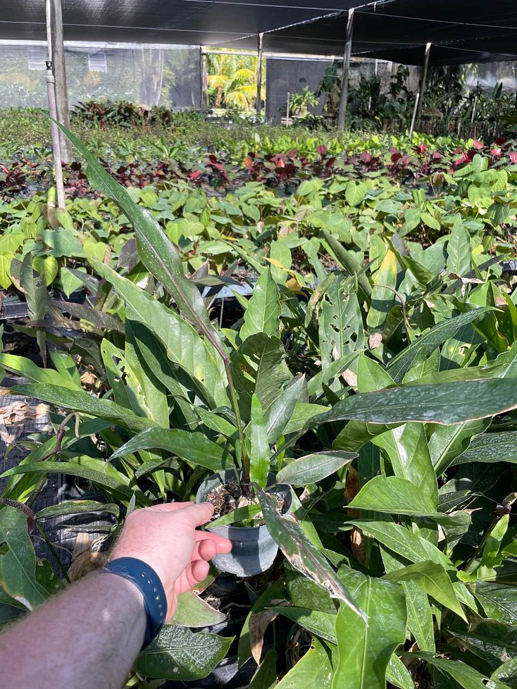 anthurium-cubense-bird-s-nest-anthurium
