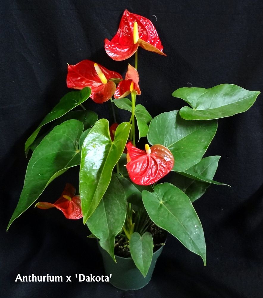 anthurium-dakota