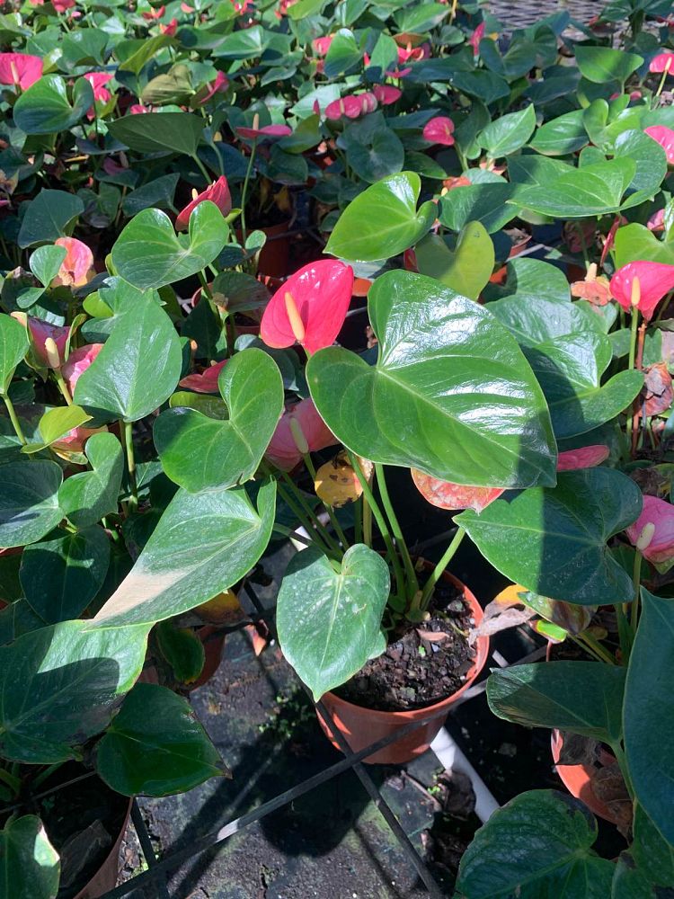anthurium-emma-pink