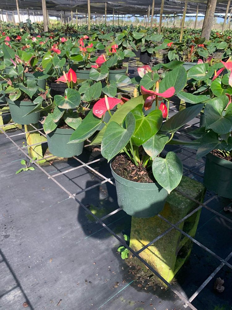 anthurium-emma-pink