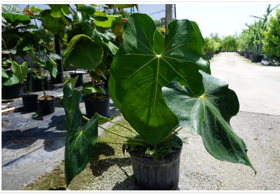 anthurium-faustomirandae-faustino-s-giant-anthurium