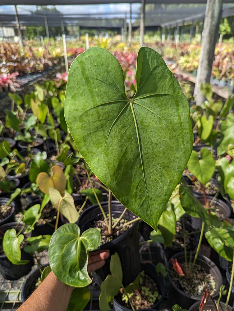 anthurium-faustomirandae-faustino-s-giant-anthurium