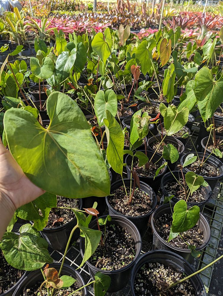 anthurium-faustomirandae-faustino-s-giant-anthurium
