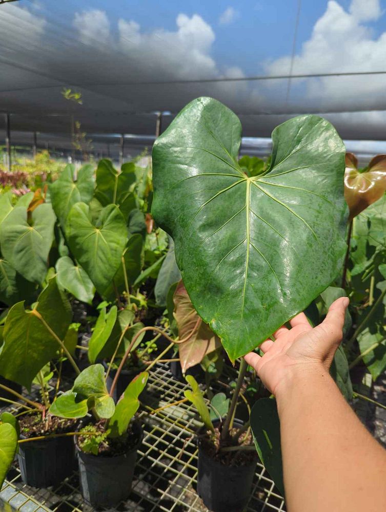 anthurium-faustomirandae-faustino-s-giant-anthurium