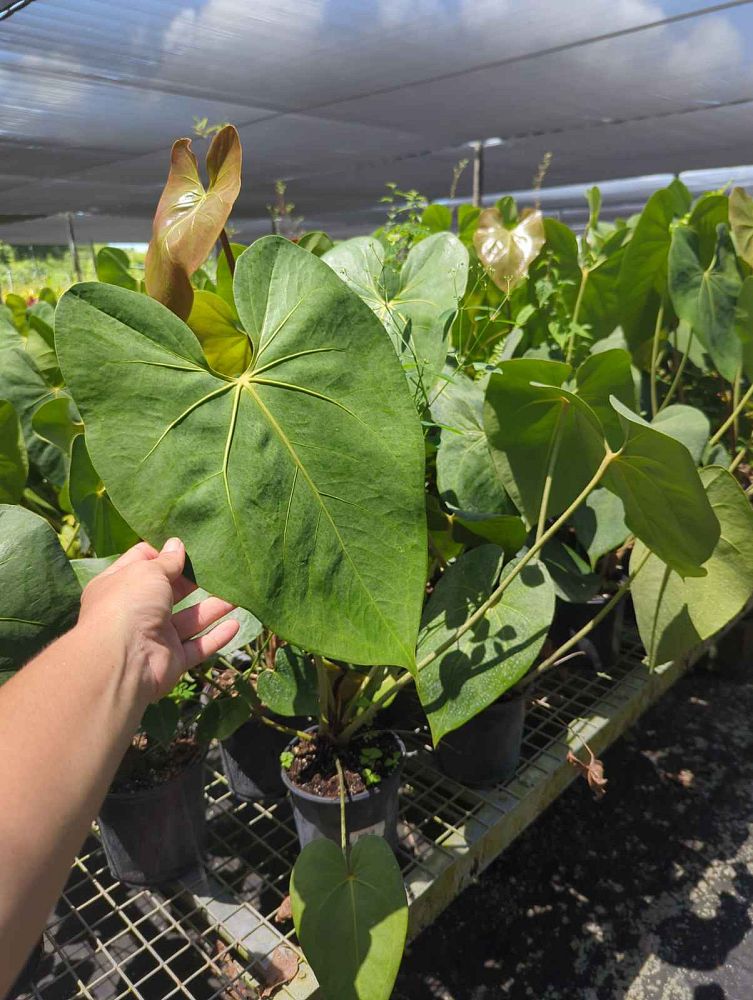 anthurium-faustomirandae-faustino-s-giant-anthurium