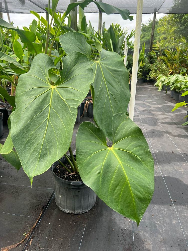 anthurium-faustomirandae-faustino-s-giant-anthurium
