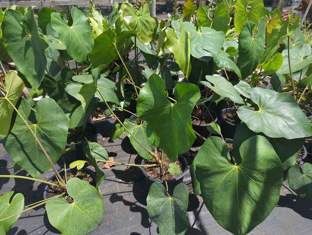 anthurium-faustomirandae-faustino-s-giant-anthurium