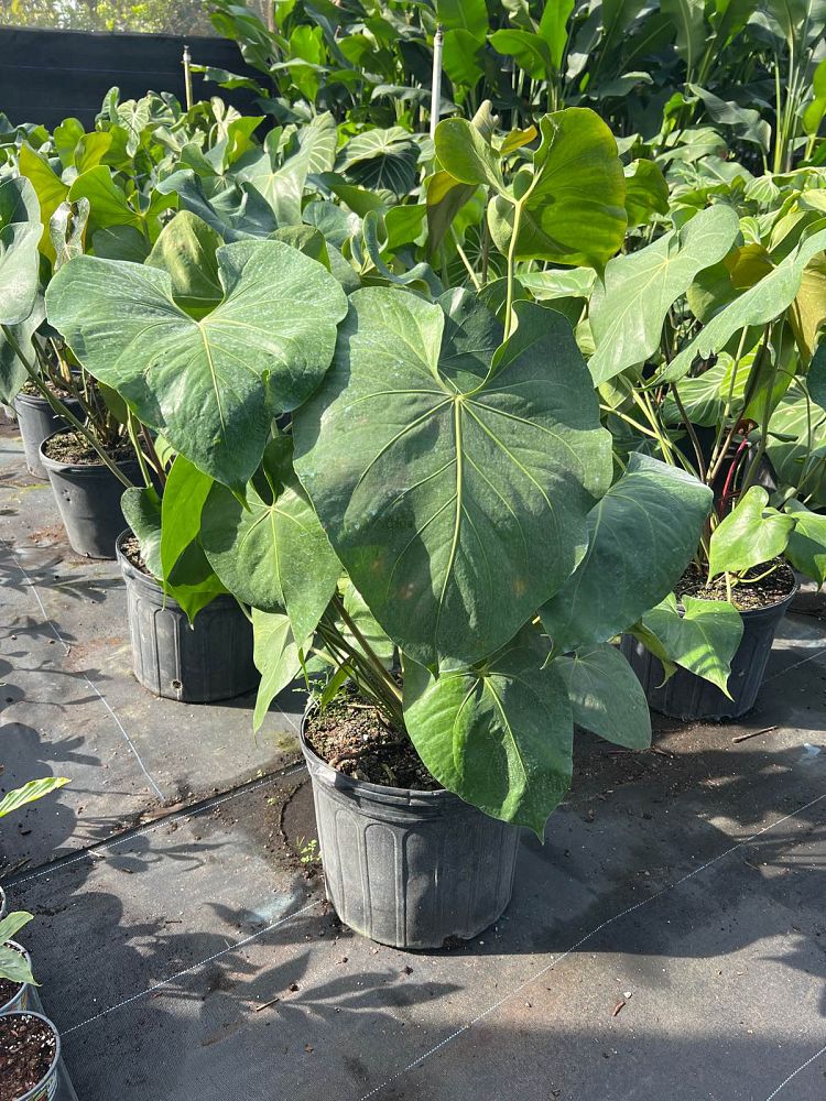 anthurium-faustomirandae-faustino-s-giant-anthurium