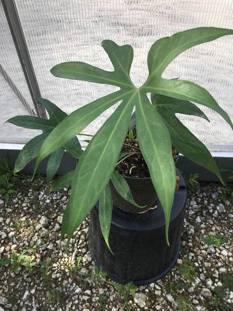 anthurium-fingers