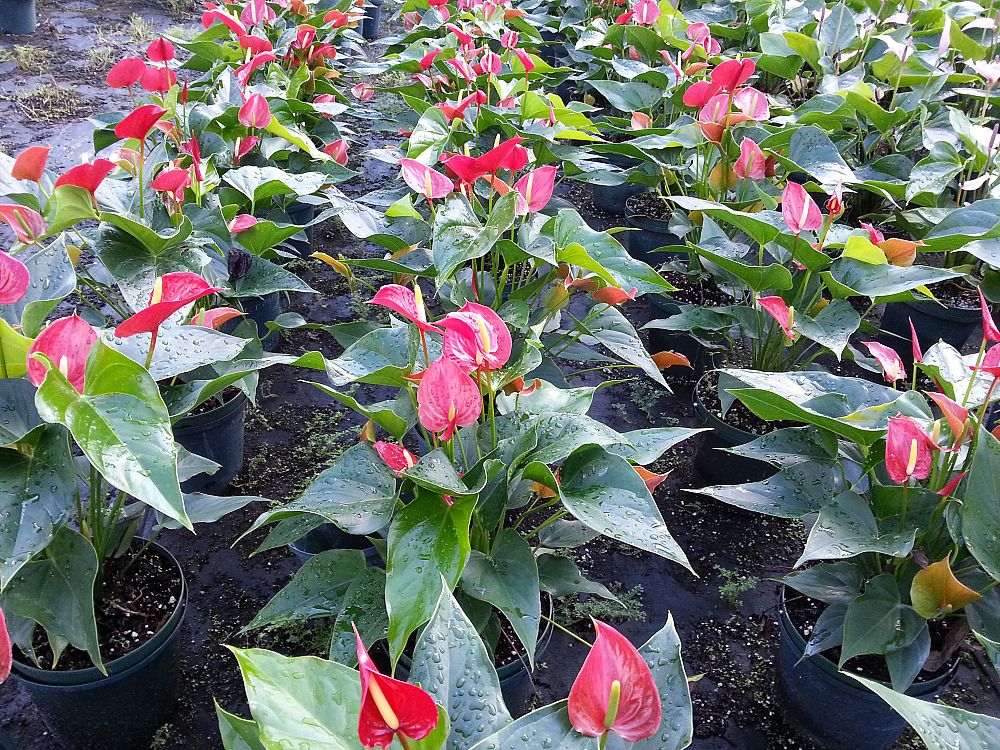 anthurium-fire-glow