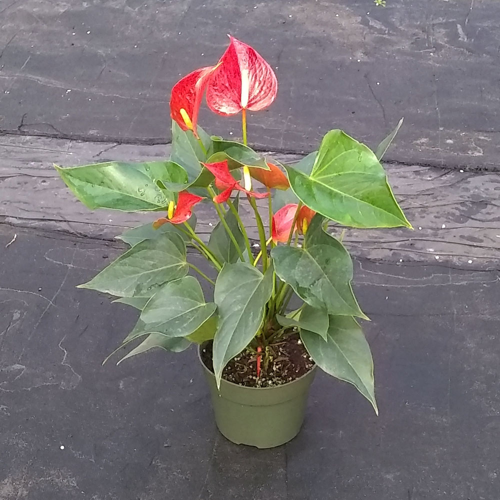 anthurium-fire-glow