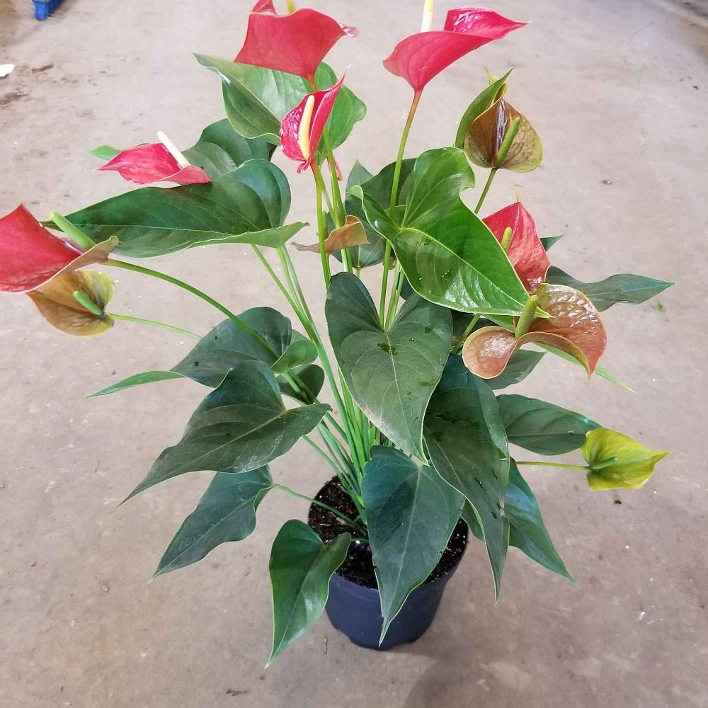 anthurium-fire-glow