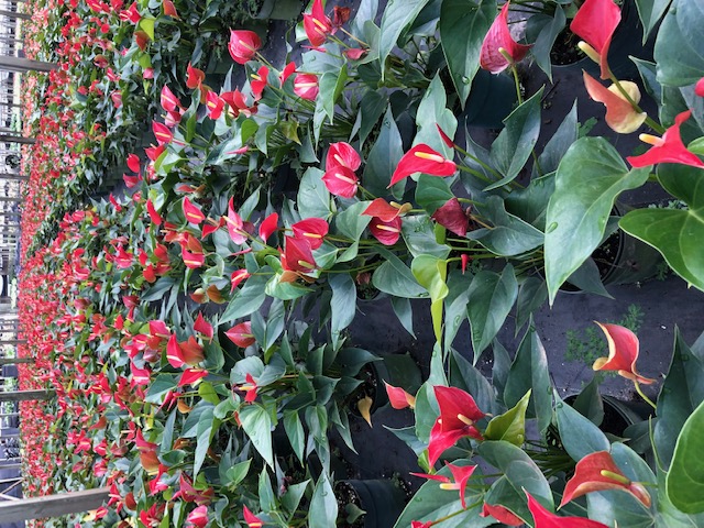 anthurium-fire-glow