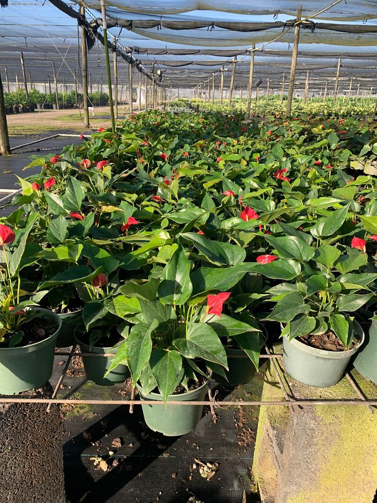 anthurium-fire-glow
