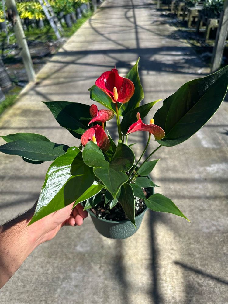 anthurium-fire-glow