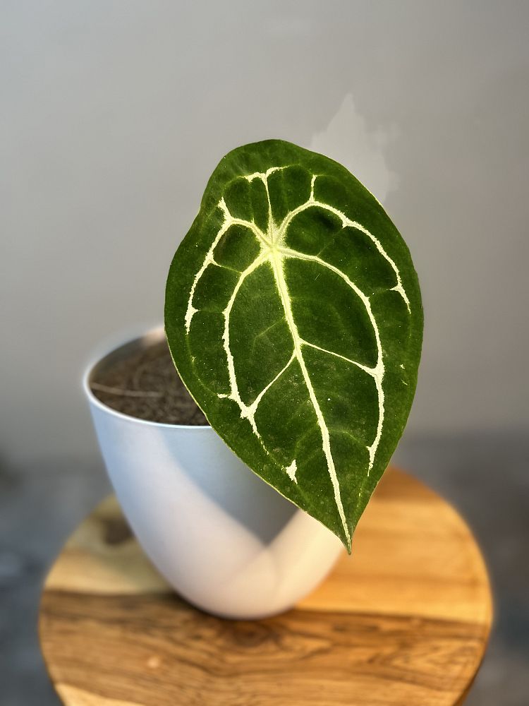 anthurium-forgetii