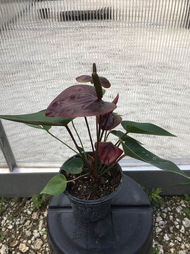 anthurium-giant-chocolate