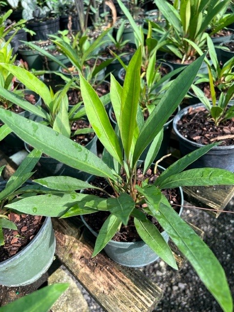 anthurium-gracile