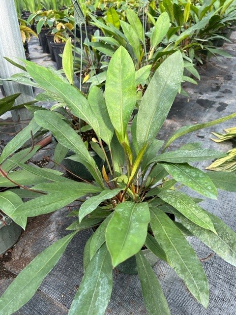 anthurium-gracile