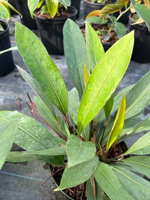 anthurium-gracile
