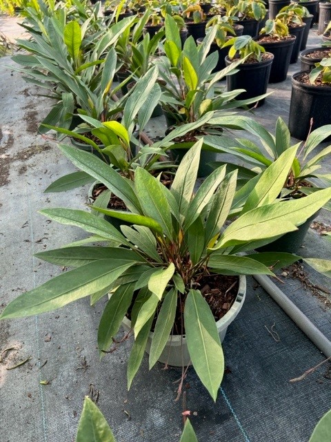 anthurium-gracile