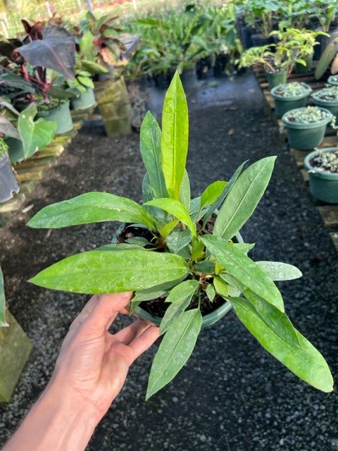 anthurium-gracile
