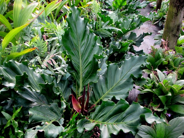 anthurium-hookeri-bird-s-nest-anthurium-anthurium-cubense