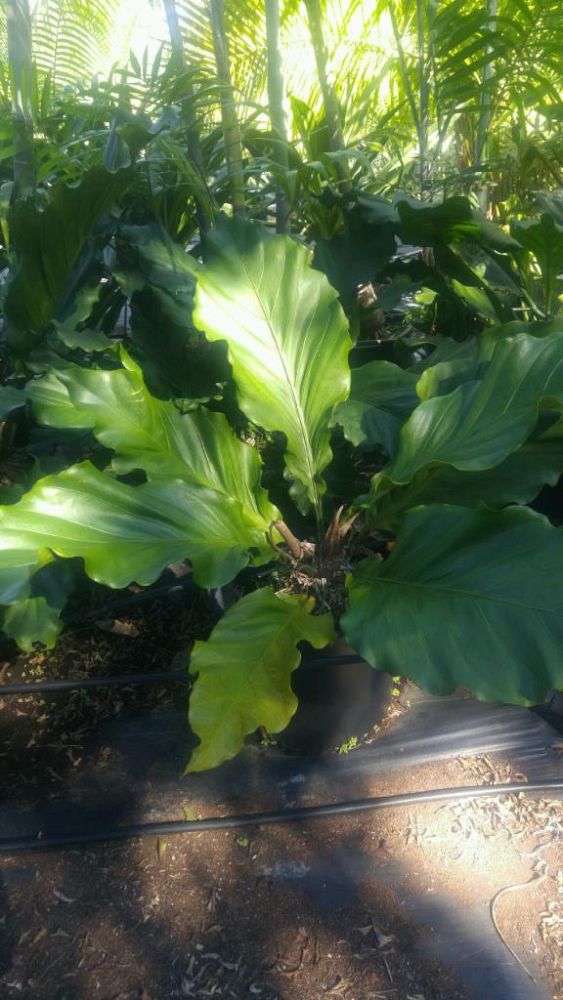 anthurium-hookeri-bird-s-nest-anthurium-anthurium-cubense