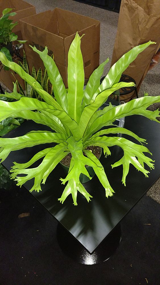 anthurium-hookeri-bird-s-nest-anthurium-anthurium-cubense